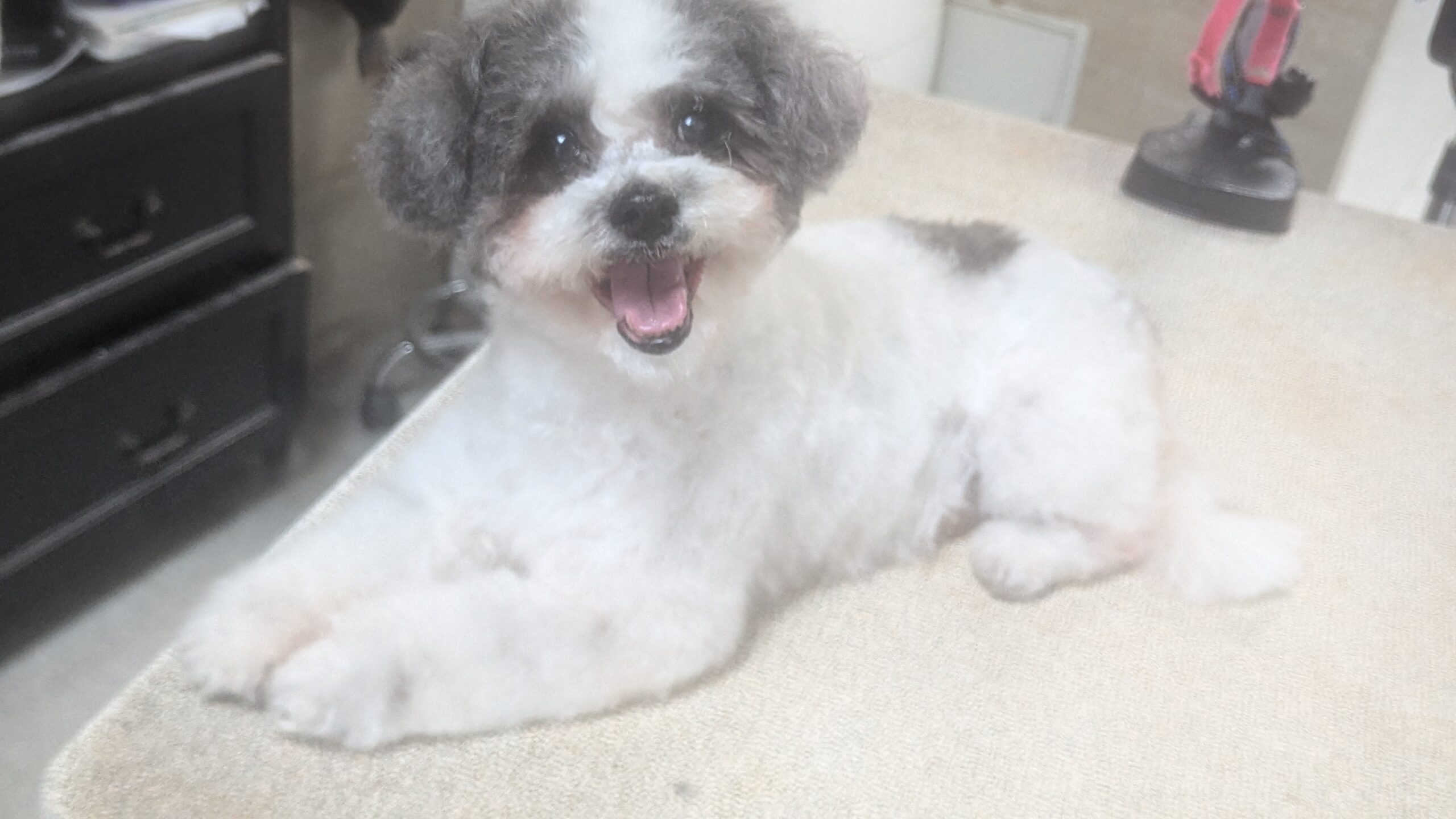 Pet 6