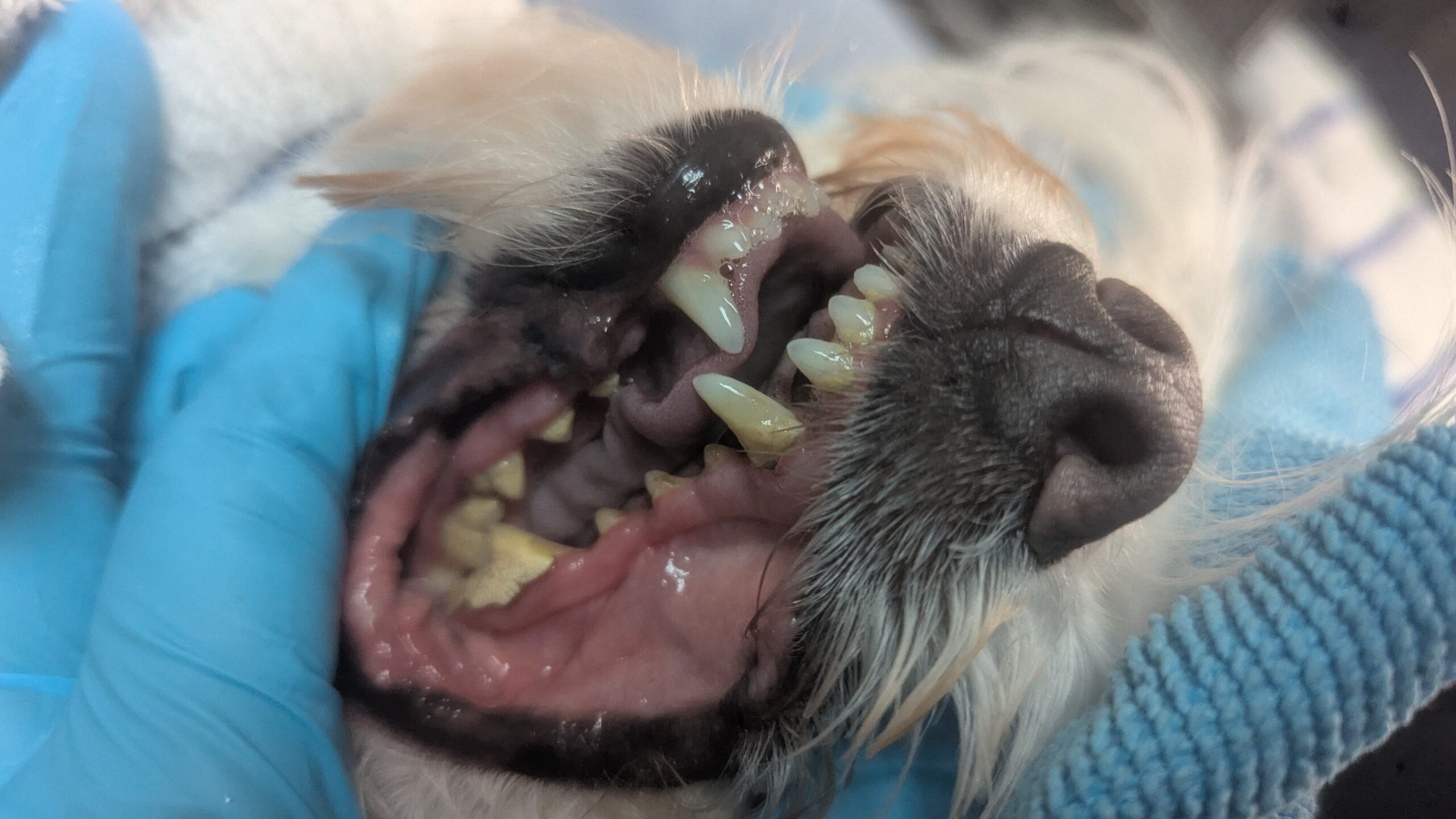 Pet 3
