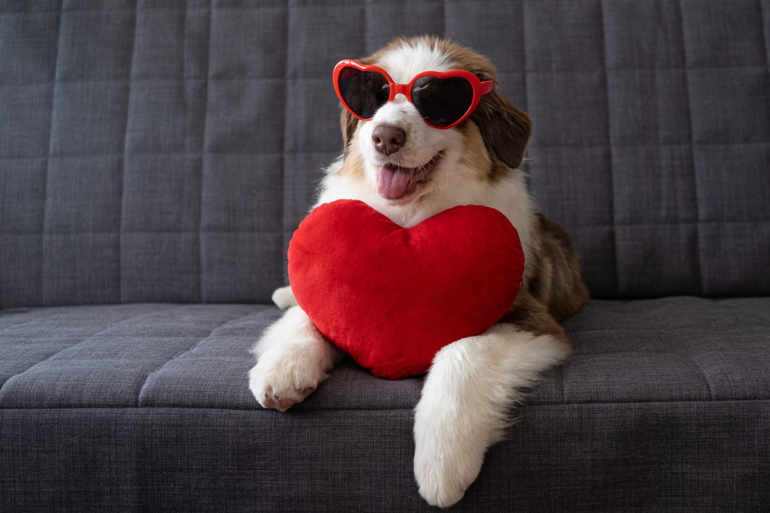 Pampered dog with heart toy - Happy pet after grooming at Lil' Piddlers