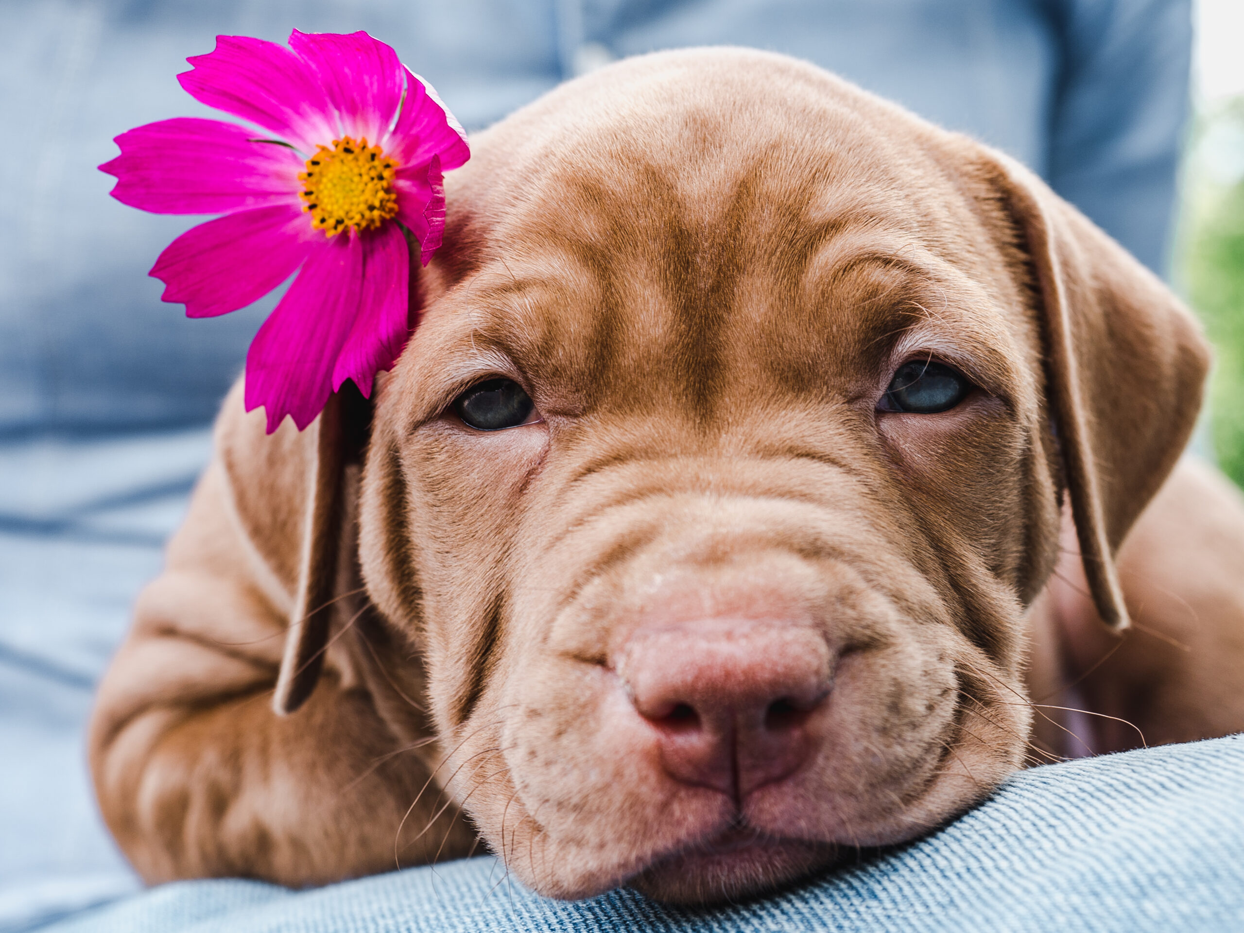 Cute Dog