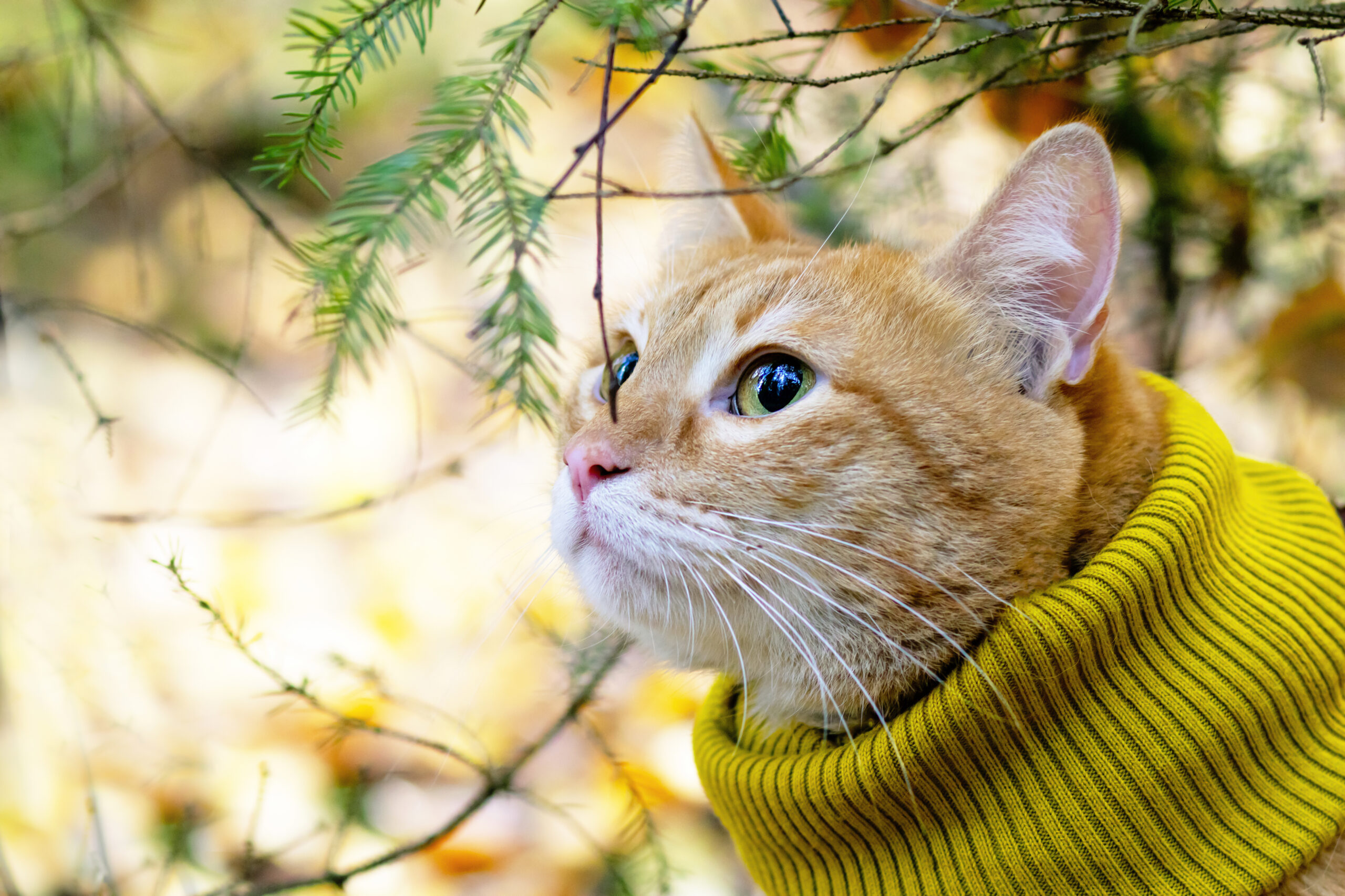 Pet 3